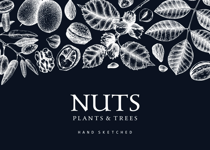 Vector nuts background on chalkboard. Vintage nuts sketched banner. Healthy food backdrop with branches, plants, nutshells hand-drawings. Realistic botanical illustrations for packaging design